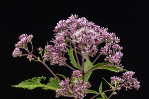 Joe Pye Weed
